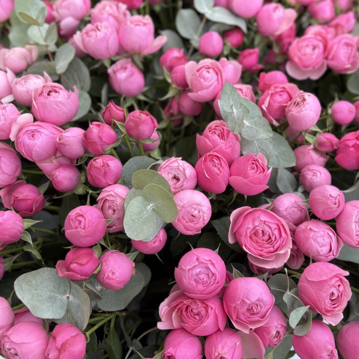 101 кустовая пионовидная роза Сильва Пинк в коробке с эвкалиптом