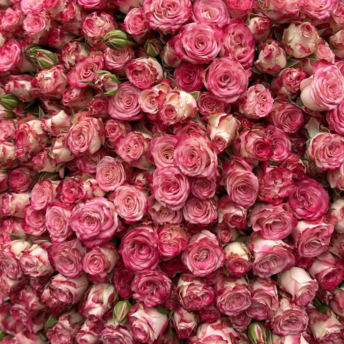 101 кустовая пионовидная роза Сансет Мэджик 60 см