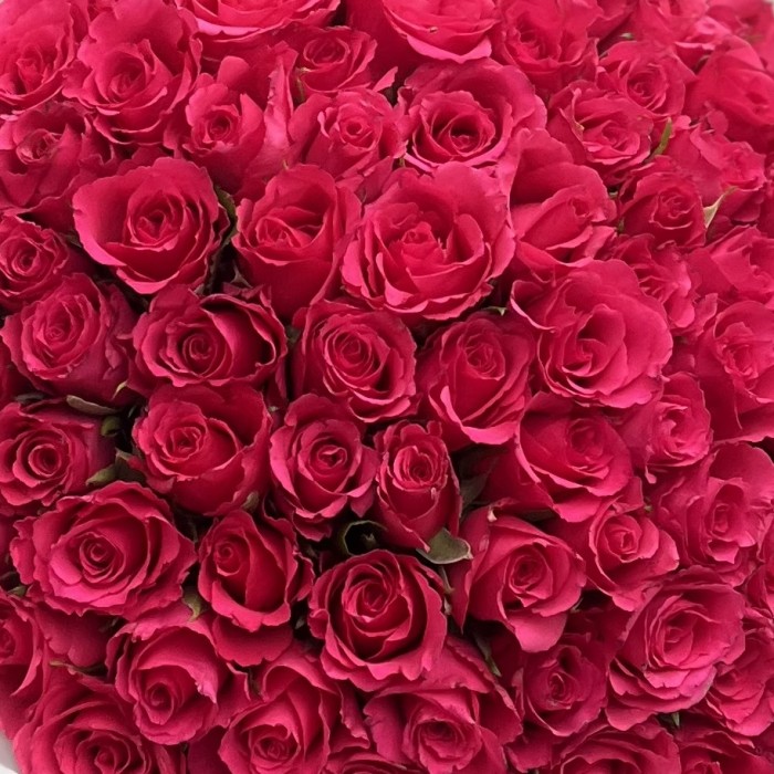 101 мини-роза малиновая