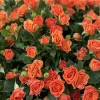 101 оранжевая кустовая роза Чарминг Бейб в коробке