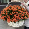 101 оранжевая кустовая роза Чарминг Бейб в корзине
