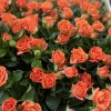 101 оранжевая кустовая роза Чарминг Бейб в корзине