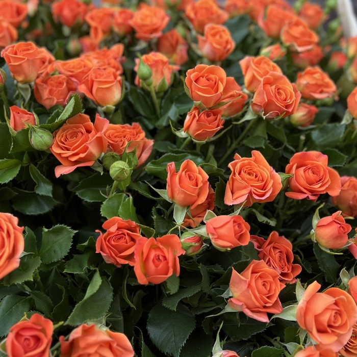 101 оранжевая кустовая роза Чарминг Бейб в корзине