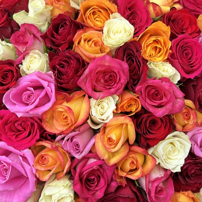 101 роза в коробке яркий микс