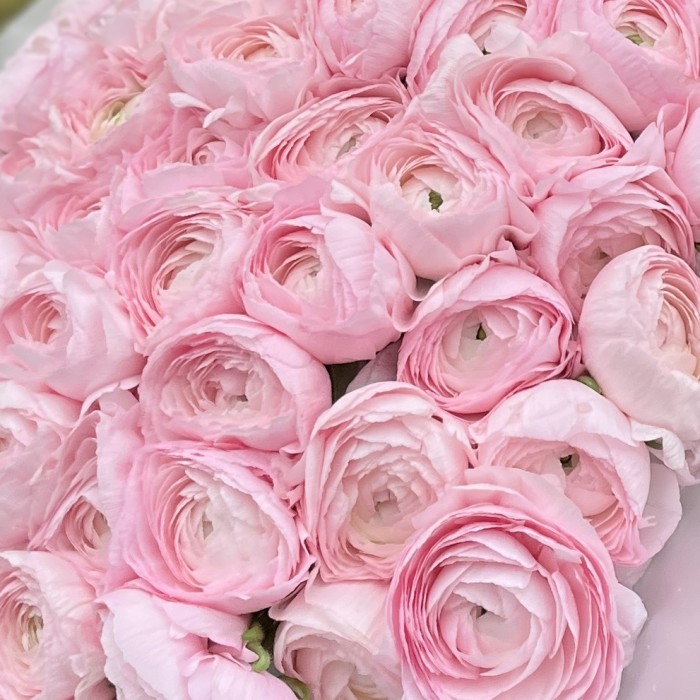 101 розовый ранункулюс