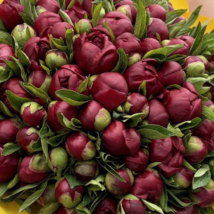 101 бордовый пион