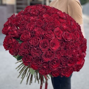 101 красная пионовидная роза Хартс 101 красная пионовидная роза Хартс