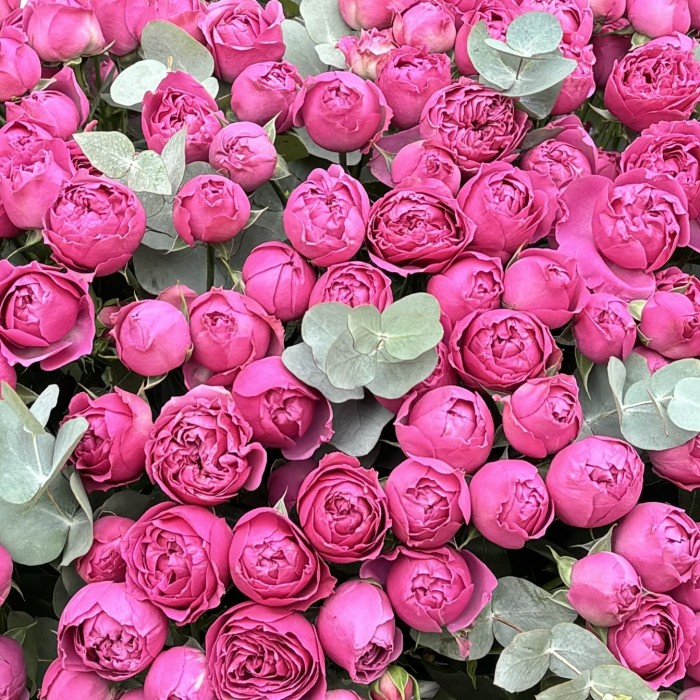 101 кустовая роза пионовидная роза Мисти баблс в корзине