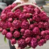101 пион Канзас в корзине