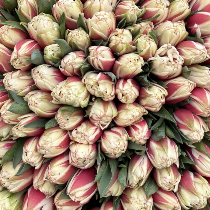 101 пионовидный красно-белый тюльпан Вермонт