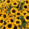 101 подсолнух с гринбеллом в корзине