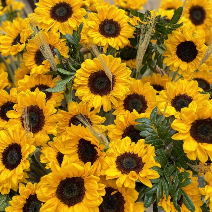 101 подсолнух с гринбеллом в корзине