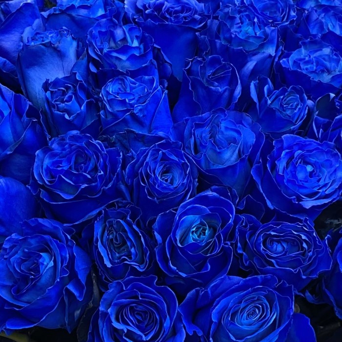 101 синяя роза