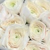 11 бело-розовых ранункулюсов Ханой