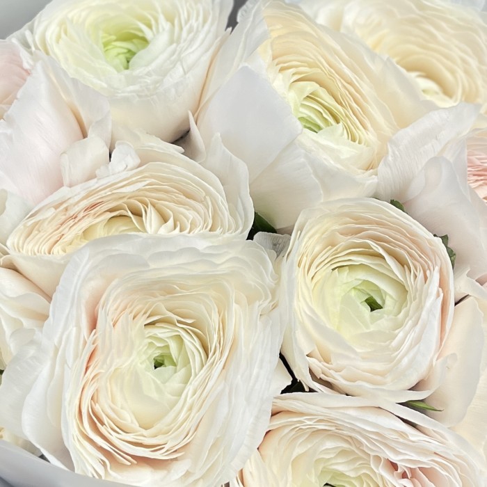 11 бело-розовых ранункулюсов Ханой