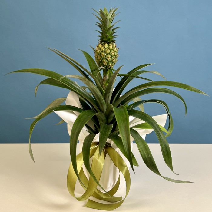 Ананас Амиго