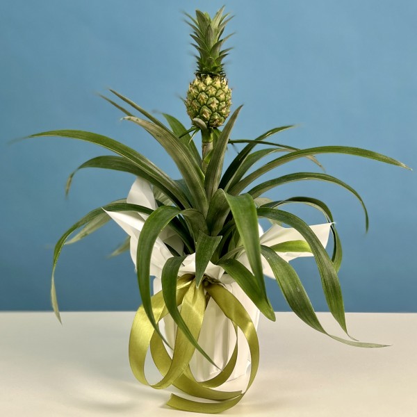 Ананас Амиго