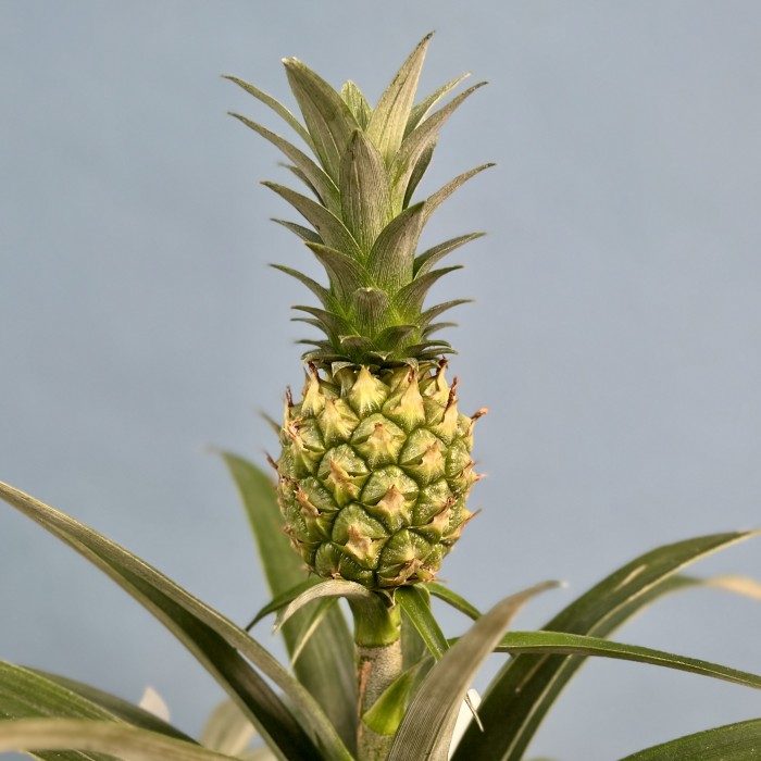 Ананас Амиго
