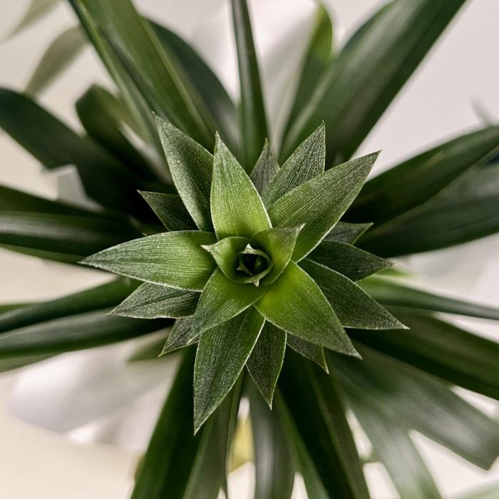 Ананас Амиго