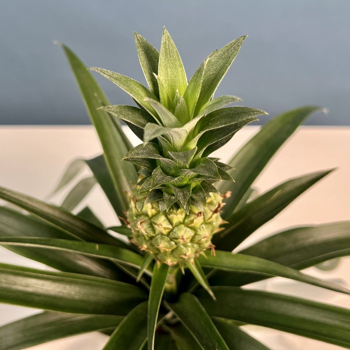 Ананас Амиго