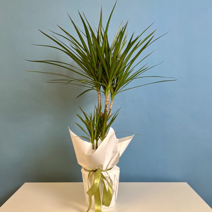 Драцена Маргината