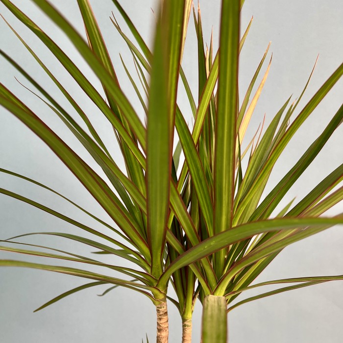 Драцена Маргината