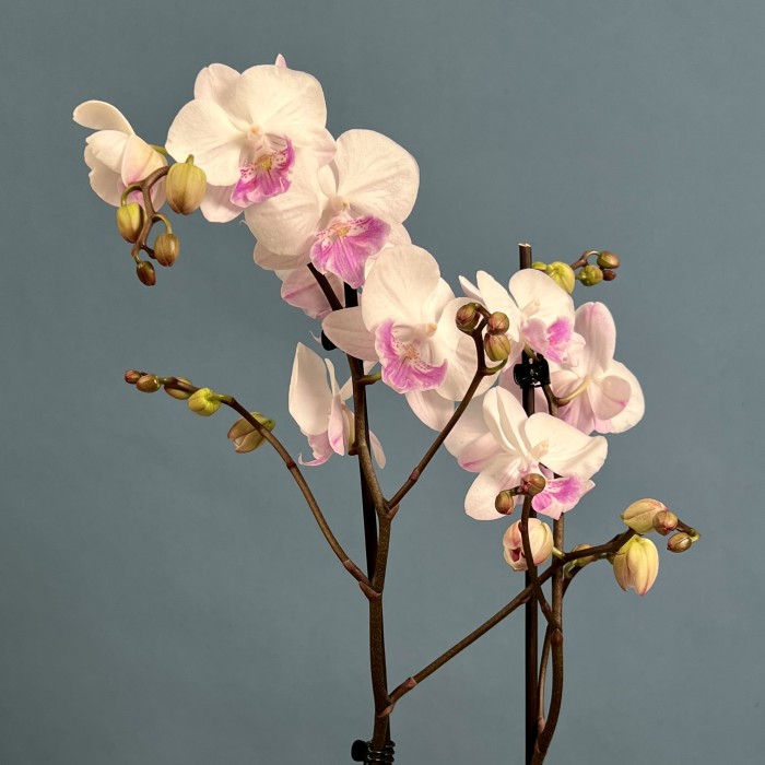 Орхидея Фаленопсис двухствольная белая с сиреневой серединкой