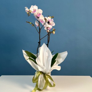 Орхидея Фаленопсис двухствольная белая с сиреневой серединкой