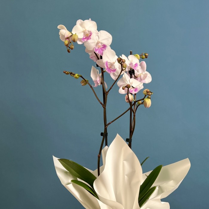 Орхидея Фаленопсис двухствольная белая с сиреневой серединкой