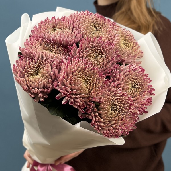 9 сиреневых хризантем Кутюр