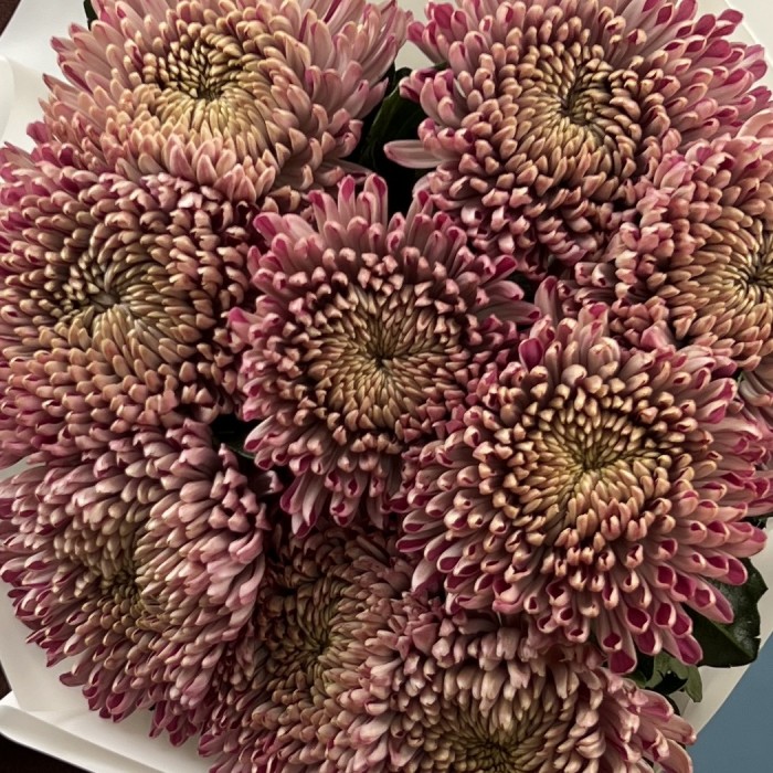 9 сиреневых хризантем Кутюр