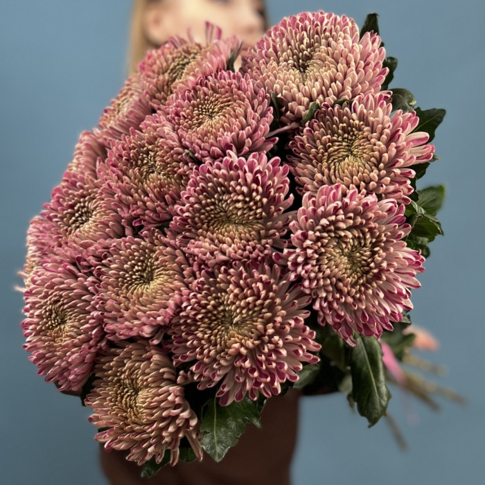 Хризантема сиреневая Кутюр