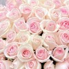 51 роза Свит Ревиваль 60 см