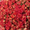 101 яркая кустовая роза Саммер Дэнс 50 см