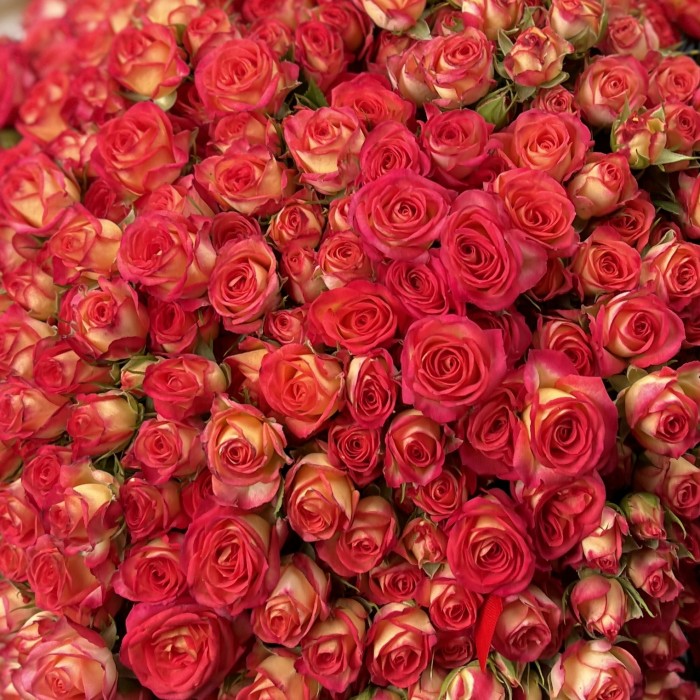 101 яркая кустовая роза Саммер Дэнс 50 см