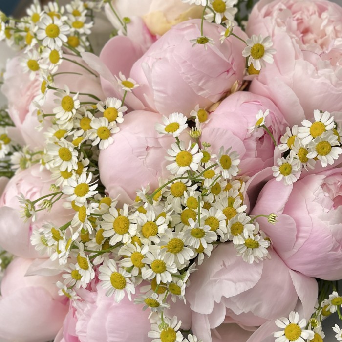 11 пионов Ангел чикс с ромашками
