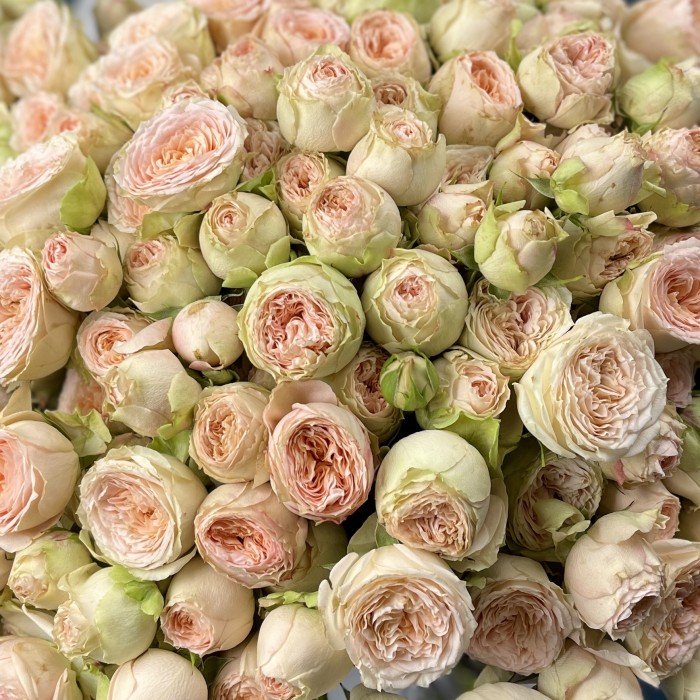 51 кустовая пионовидная роза Павлова 50 см