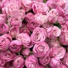 25 кустовых пионовидных роз Леди Бомбастик 40 см