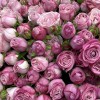 35 кустовых пионовидных роз Леди Бомбастик 40 см