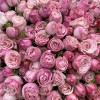 51 кустовая пионовидная роза Леди Бомбастик 40 см