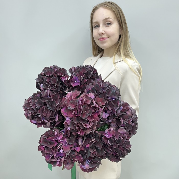 9 фиолетовых гортензий Голландия
