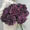 9 фиолетовых гортензий Голландия