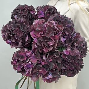 9 фиолетовых гортензий Голландия