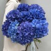 9 голубых гортензий Голландия