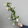 Кампанула розовая