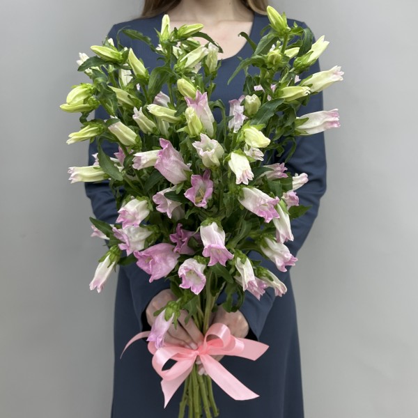 Кампанула розовая
