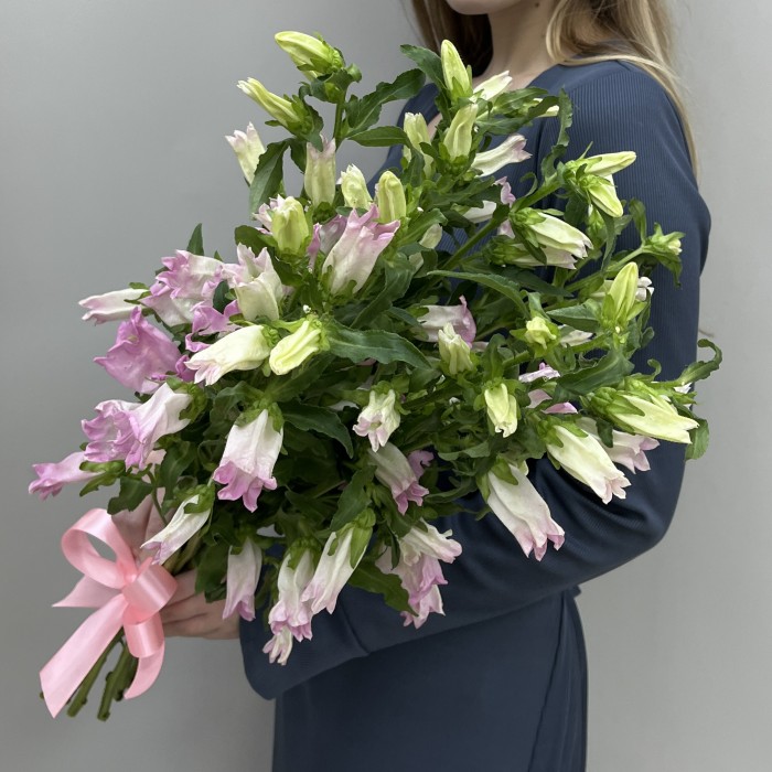 Кампанула розовая
