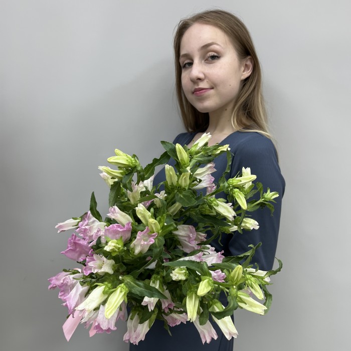 Кампанула розовая