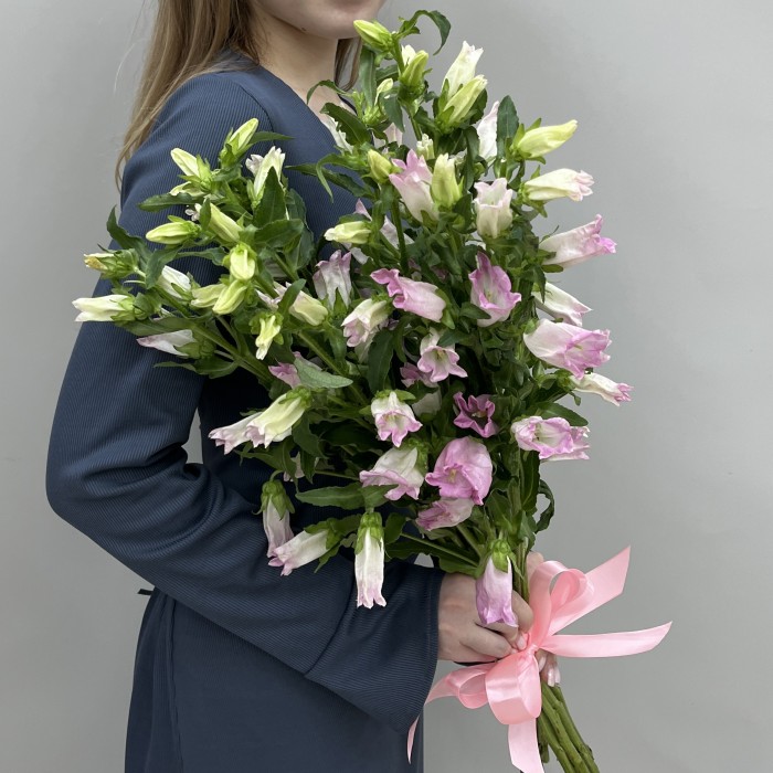 Кампанула розовая