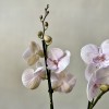 Орхидея фаленопсис мультифлора сиреневая